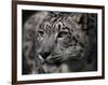 Snow Leopard-Linda Wright-Framed Photographic Print