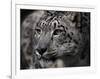 Snow Leopard-Linda Wright-Framed Photographic Print