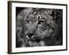 Snow Leopard-Linda Wright-Framed Photographic Print