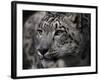 Snow Leopard-Linda Wright-Framed Photographic Print