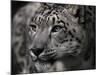 Snow Leopard-Linda Wright-Mounted Photographic Print