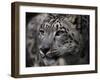 Snow Leopard-Linda Wright-Framed Photographic Print