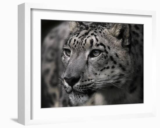 Snow Leopard-Linda Wright-Framed Photographic Print