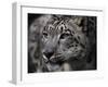 Snow Leopard-Linda Wright-Framed Photographic Print