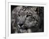 Snow Leopard-Linda Wright-Framed Photographic Print