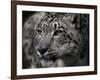 Snow Leopard-Linda Wright-Framed Photographic Print