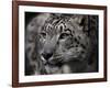 Snow Leopard-Linda Wright-Framed Photographic Print