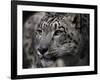 Snow Leopard-Linda Wright-Framed Photographic Print