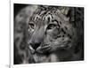 Snow Leopard-Linda Wright-Framed Photographic Print