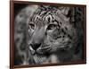 Snow Leopard-Linda Wright-Framed Photographic Print