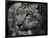 Snow Leopard-Linda Wright-Framed Photographic Print