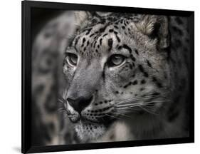 Snow Leopard-Linda Wright-Framed Photographic Print