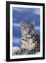 Snow Leopard-DLILLC-Framed Photographic Print