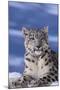 Snow Leopard-DLILLC-Mounted Photographic Print