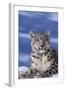 Snow Leopard-DLILLC-Framed Photographic Print