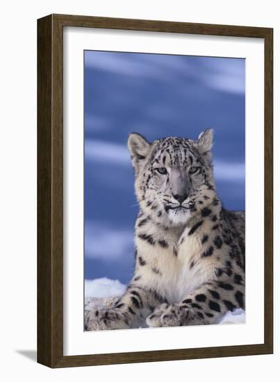 Snow Leopard-DLILLC-Framed Photographic Print