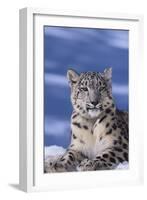 Snow Leopard-DLILLC-Framed Photographic Print