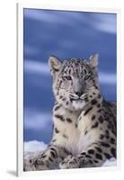 Snow Leopard-DLILLC-Framed Photographic Print