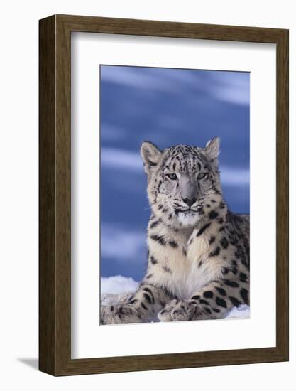 Snow Leopard-DLILLC-Framed Photographic Print