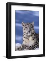 Snow Leopard-DLILLC-Framed Photographic Print