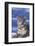 Snow Leopard-DLILLC-Framed Photographic Print