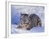 Snow Leopard-DLILLC-Framed Photographic Print