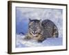 Snow Leopard-DLILLC-Framed Photographic Print