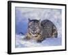 Snow Leopard-DLILLC-Framed Photographic Print