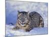 Snow Leopard-DLILLC-Mounted Photographic Print