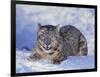 Snow Leopard-DLILLC-Framed Photographic Print