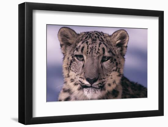 Snow Leopard-DLILLC-Framed Photographic Print