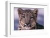 Snow Leopard-DLILLC-Framed Photographic Print