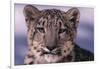 Snow Leopard-DLILLC-Framed Photographic Print