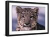 Snow Leopard-DLILLC-Framed Photographic Print