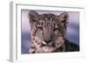 Snow Leopard-DLILLC-Framed Photographic Print