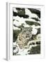 Snow Leopard-null-Framed Photographic Print