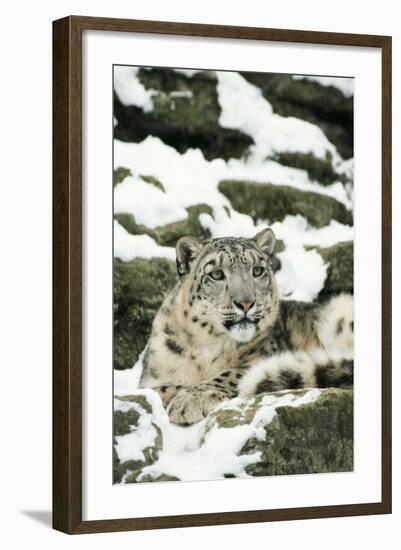 Snow Leopard-null-Framed Photographic Print