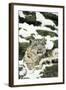 Snow Leopard-null-Framed Photographic Print