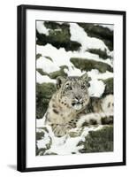 Snow Leopard-null-Framed Photographic Print