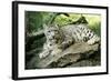 Snow Leopard-null-Framed Photographic Print