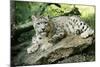 Snow Leopard-null-Mounted Photographic Print