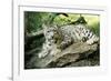 Snow Leopard-null-Framed Photographic Print