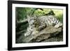 Snow Leopard-null-Framed Photographic Print