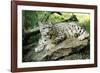 Snow Leopard-null-Framed Photographic Print