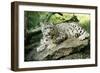 Snow Leopard-null-Framed Photographic Print