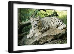 Snow Leopard-null-Framed Photographic Print