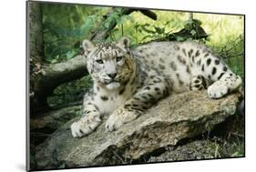 Snow Leopard-null-Mounted Photographic Print