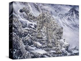 Snow Leopard-Jeff Tift-Stretched Canvas