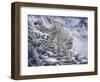 Snow Leopard-Jeff Tift-Framed Giclee Print