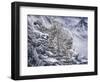 Snow Leopard-Jeff Tift-Framed Giclee Print